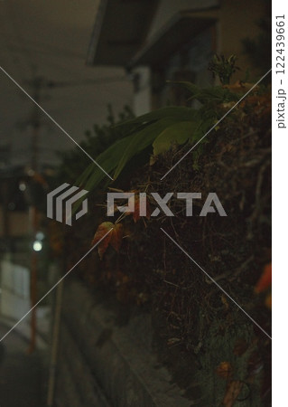 植栽 植栽 122439661