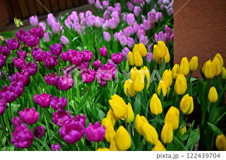 カラフルなチューリップ　チューリップ四季彩館 122439704