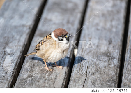 スズメ 122439751