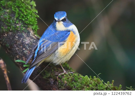 里山のルリビタキ 122439762