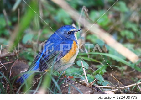 里山のルリビタキ 122439779