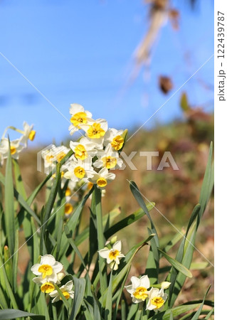 冬の野原に咲く白いフサザキスイセン（日本水仙）の花 122439787