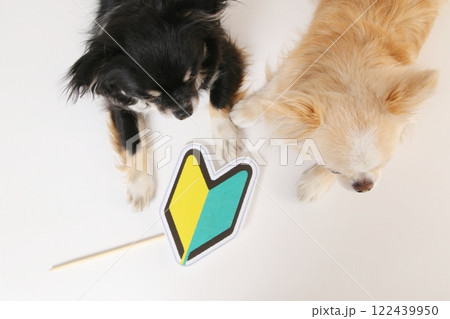 寄り添う2頭のチワワの手元に初心者マーク 122439950