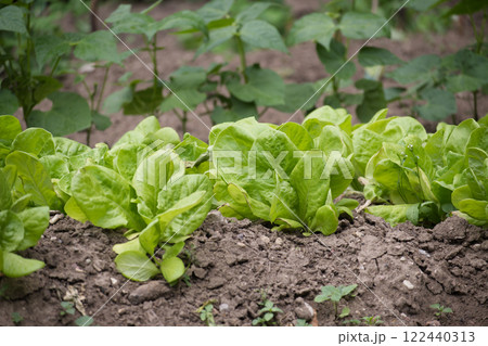 Fresh green lettuce growing in a garden with fertile soil Fresh green lettuce growing in a garden with fertile soil 122440313