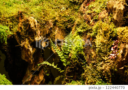 Green plants Ludwigia repens and rotala in the botanical garden. Green plants Ludwigia repens and rotala in the botanical garden. 122440770