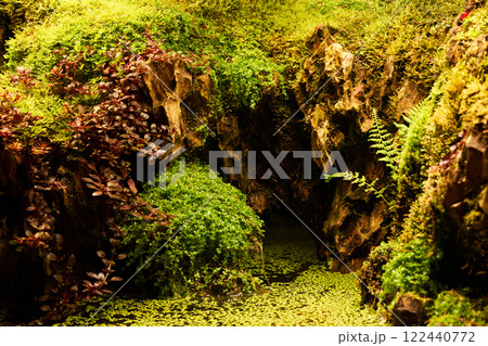 Green plants Ludwigia repens and rotala in the botanical garden. Green plants Ludwigia repens and rotala in the botanical garden. 122440772