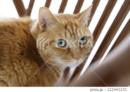 猫ちゃん親子の日常風景 122441233