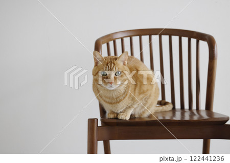 猫ちゃん親子の日常風景 猫ちゃん親子の日常風景 122441236