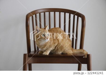 猫ちゃん親子の日常風景 122441241