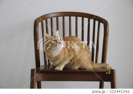 猫ちゃん親子の日常風景 122441242