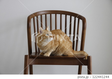 猫ちゃん親子の日常風景 猫ちゃん親子の日常風景 122441244