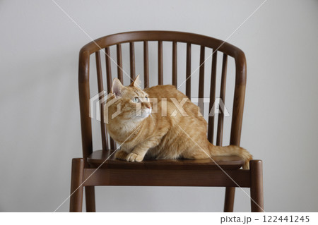 猫ちゃん親子の日常風景 猫ちゃん親子の日常風景 122441245