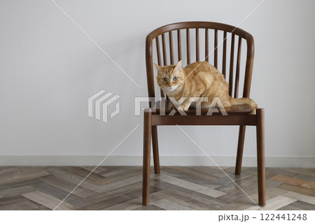 猫ちゃん親子の日常風景 122441248