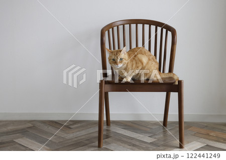 猫ちゃん親子の日常風景 猫ちゃん親子の日常風景 122441249