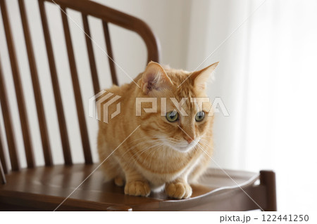 猫ちゃん親子の日常風景 122441250