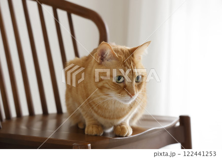 猫ちゃん親子の日常風景 猫ちゃん親子の日常風景 122441253