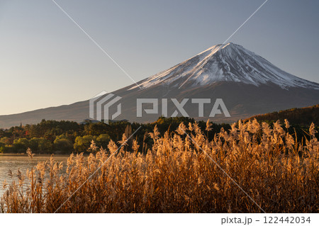 《山梨県》富士山とススキ・秋の河口湖湖畔の夜明け 122442034