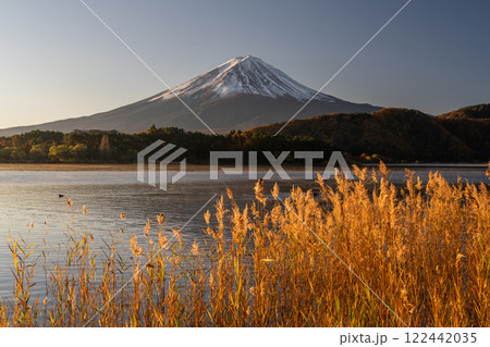 《山梨県》富士山とススキ・秋の河口湖湖畔の夜明け 122442035