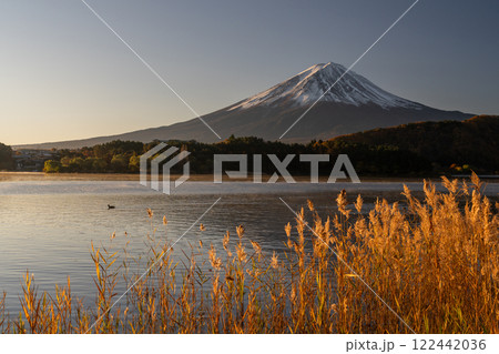《山梨県》富士山とススキ・秋の河口湖湖畔の夜明け 122442036