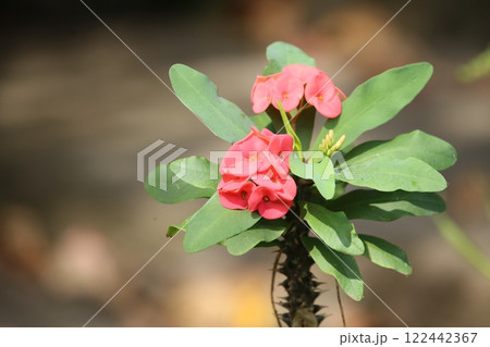 Beautiful pink crown of thorns flowers, Euphorbia milli on tree in tropical garden Beautiful pink crown of thorns flowers, Euphorbia milli on tree in tropical garden 122442367