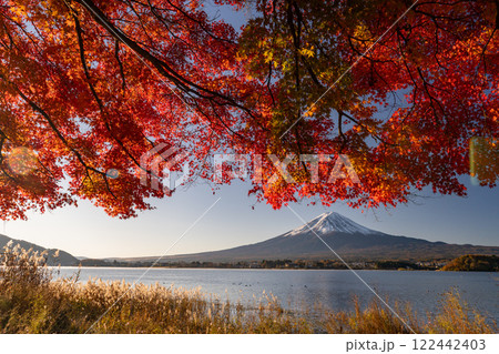 《山梨県》富士山と紅葉・河口湖湖畔の夜明け 122442403