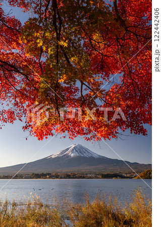 《山梨県》富士山と紅葉・河口湖湖畔の夜明け 《山梨県》富士山と紅葉・河口湖湖畔の夜明け 122442406