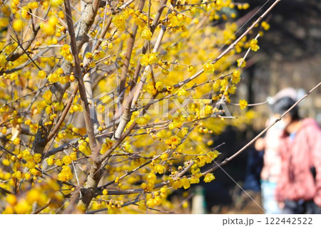 蝋梅の咲く公園 蝋梅の咲く公園 122442522