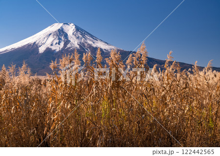 《山梨県》富士山とススキ・秋の忍野村 《山梨県》富士山とススキ・秋の忍野村 122442565