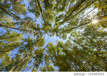 Birch trees reaching into the sky and the rays of the sun through their crowns Birch trees reaching into the sky and the rays of the sun through their crowns 122443322