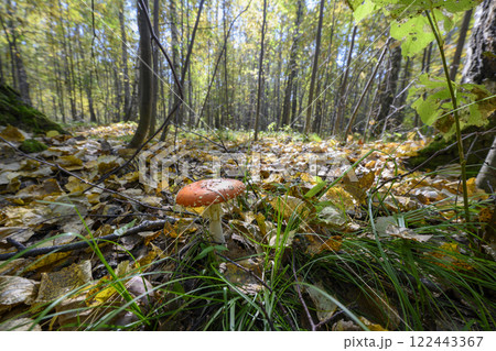 Mushroom fly agaric in the autumn forest 122443367