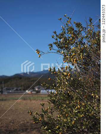 冬の日差しを浴びたキンカン(実をつけた金柑) 冬の日差しを浴びたキンカン(実をつけた金柑) 122443373