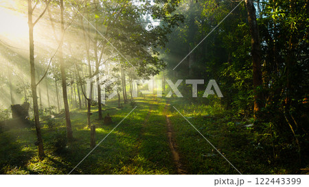 Morning light beam On the path in the farm 122443399