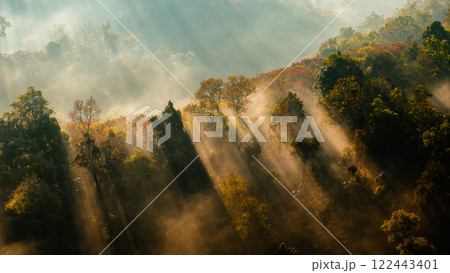 Aerial view of fog and trees in the forest in the morning. Morning nature in the forest. 122443401