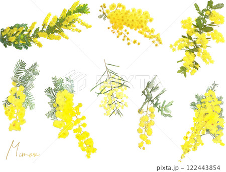 春の花のイラスト素材セット（ミモザ） 122443854