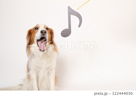 音符マークと楽しそうに笑うコーイケルホンディエ 122444030