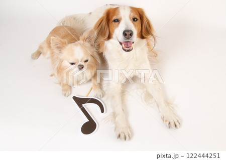 音符マークと寄り添う2頭の犬 122444251