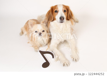 音符マークと寄り添う2頭の犬 音符マークと寄り添う2頭の犬 122444252