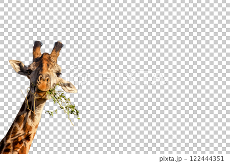 giraffe  on transparency background PNG 122444351
