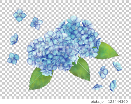 Illustration of hydrangea drawn in watercolor Illustration of hydrangea drawn in watercolor 122444360