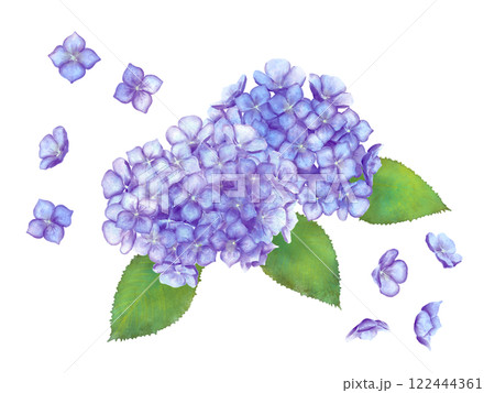 水彩で描いた紫陽花のイラスト 122444361