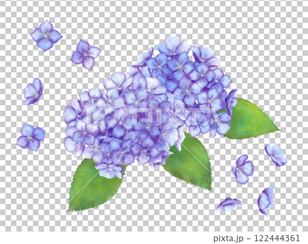 水彩で描いた紫陽花のイラスト 122444361