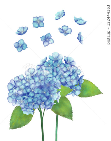 青い紫陽花の水彩イラスト 青い紫陽花の水彩イラスト 122444363