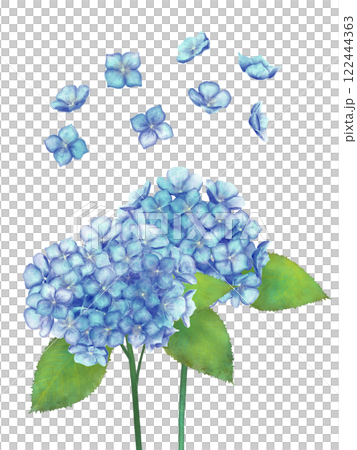 青い紫陽花の水彩イラスト 青い紫陽花の水彩イラスト 122444363