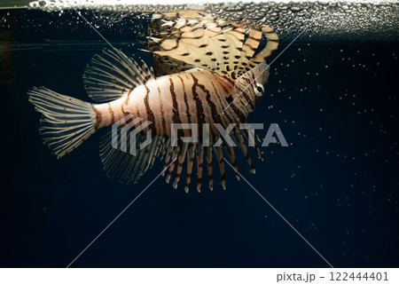 ミノカサゴ　カサゴ　Lionfish　毒魚　背泳ぎ 122444401
