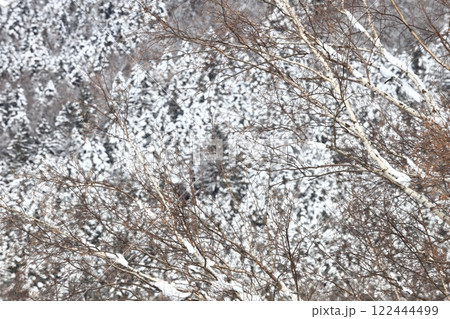 樹々に雪が積もった北海道の森 122444499