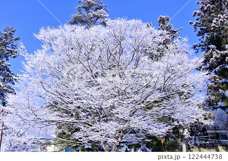 青空に映える白い雪の花咲く欅 青空に映える白い雪の花咲く欅 122444738