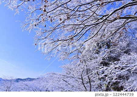 霧氷の付いた木々の枝と爽やかな青空 霧氷の付いた木々の枝と爽やかな青空 122444739