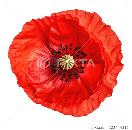 Poppy 122444813