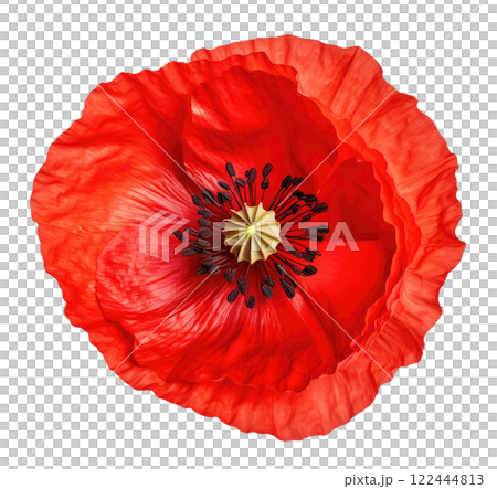 Poppy 122444813