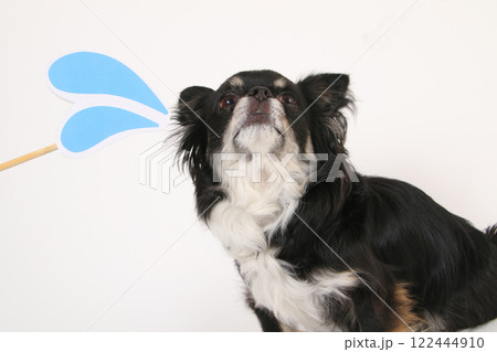 汗マークとブラックタンのチワワ 汗マークとブラックタンのチワワ 122444910